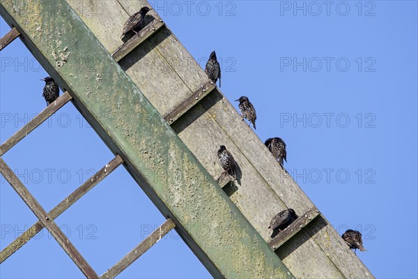 Common starlings