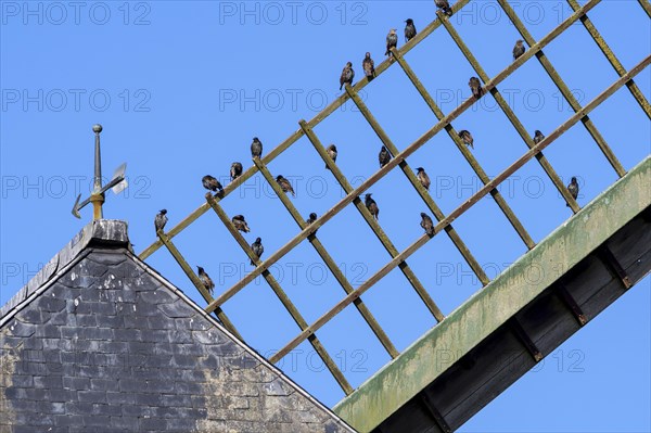 Common starlings