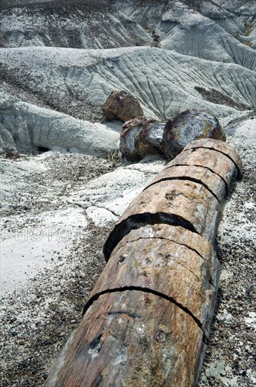 Broken petrified logs exposed by erosion