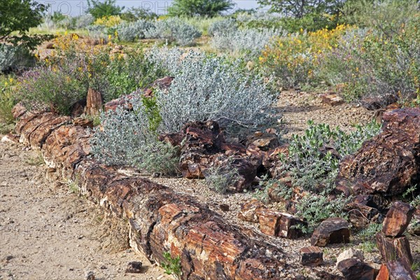 Petrified tree in the Petrified Forest located in a dry riverbed between Khorixas and Twyfelfontein