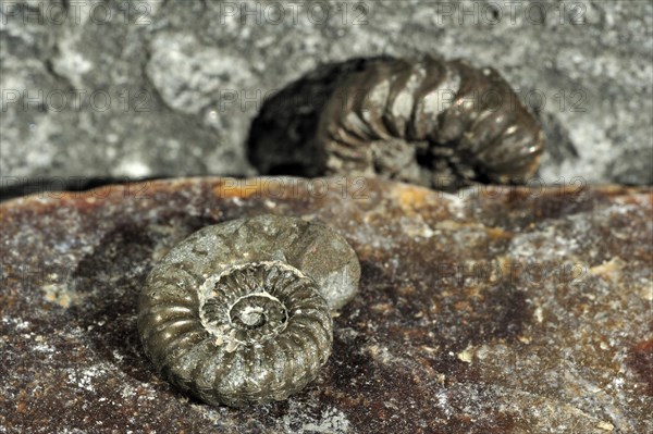 Ammonite fossils