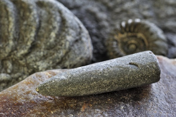 Fossils like fossil guards of belemnites and ammonites on shingle beach near Lyme Regis along the Jurassic Coast