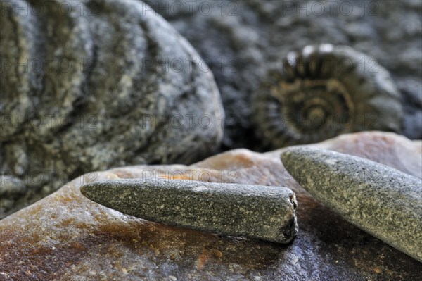 Fossils like fossil guards of belemnites and ammonites on shingle beach near Lyme Regis along the Jurassic Coast