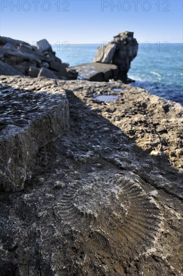 Ammonite fossil embedded in rock near Pulpit Rock on seashore at Portland Bill on the Isle of Portland along the Jurassic Coast