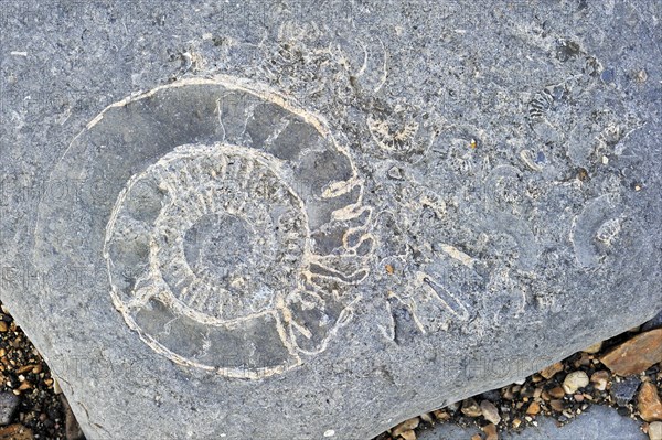 Large ammonite fossil embedded in rock on beach at Pinhay Bay near Lyme Regis along the Jurassic Coast