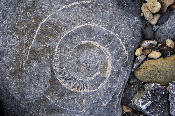 Large ammonite fossil embedded in rock on beach at Pinhay Bay near Lyme Regis along the Jurassic Coast