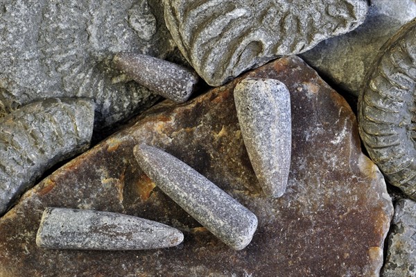 Fossils like fossil guards of belemnites and ammonites on shingle beach near Lyme Regis along the Jurassic Coast