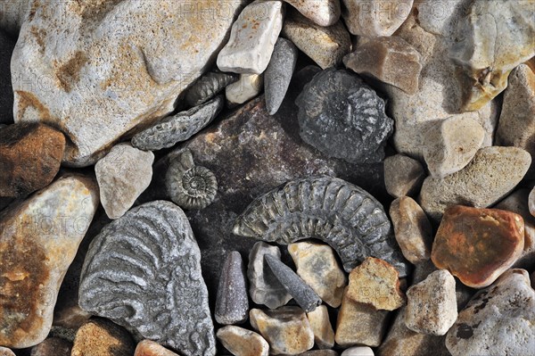 Fossils like fossil guards of belemnites and ammonites on shingle beach near Lyme Regis along the Jurassic Coast