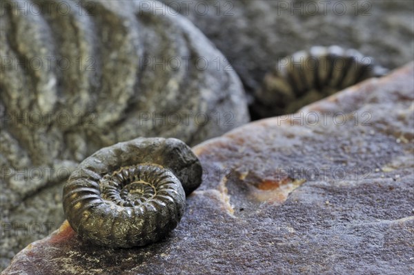 Ammonite fossils