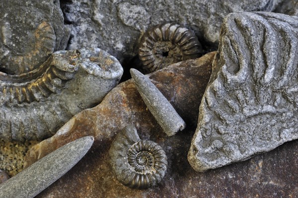 Fossils like fossil guards of belemnites and ammonites on shingle beach near Lyme Regis along the Jurassic Coast