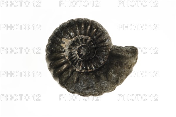 Ammonite fossil Promicroceras planicosta from Lyme Regis