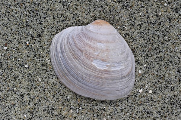 Fossil of the Carpet shell