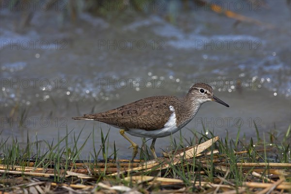 Common sandpiper