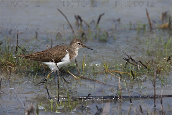 Common sandpiper