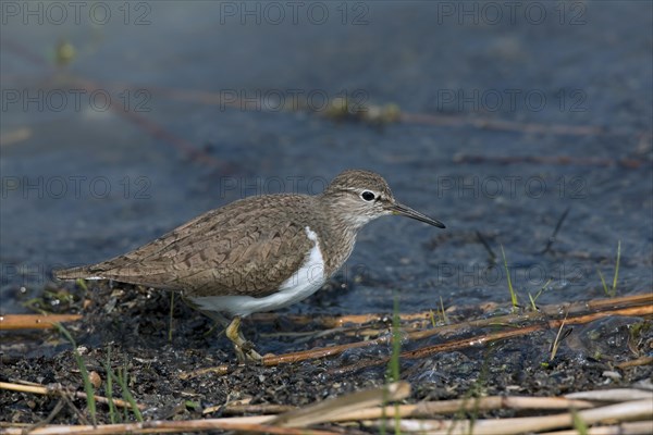 Common sandpiper