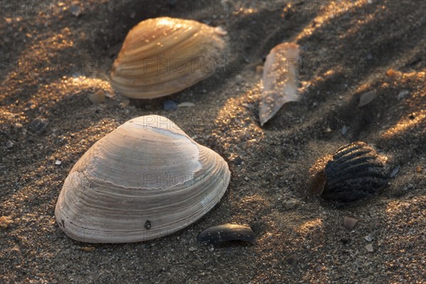 Fossil of the Carpet shell