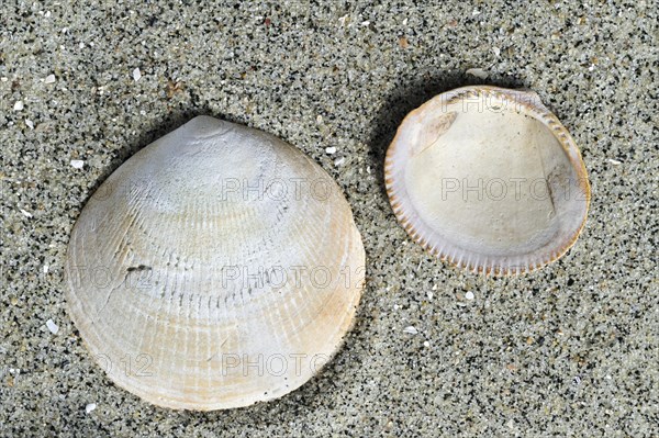 Fossil shells Glycemeris sp