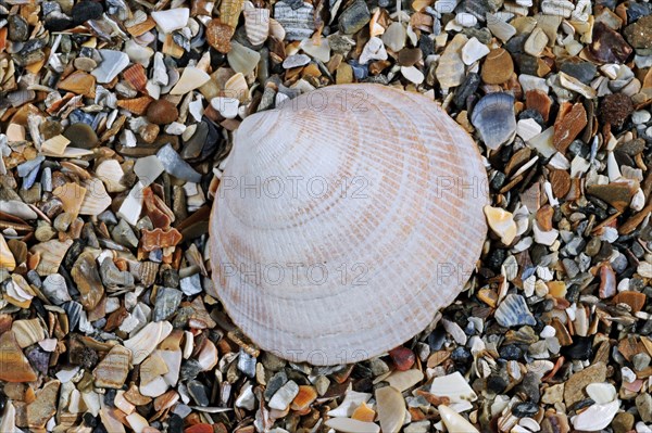 Fossil shell Glycemeris sp