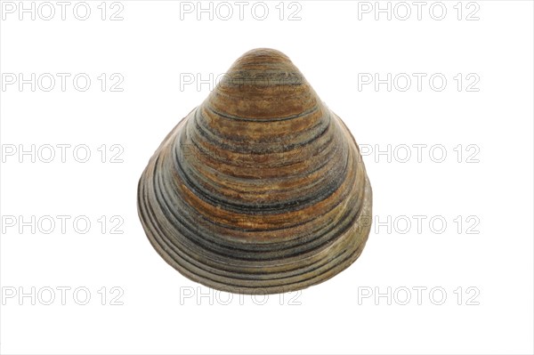 Fossil shell Corbicula fluminalis on white background