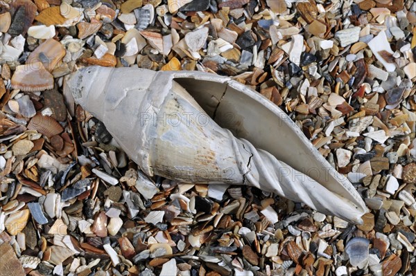 Scaphella lamberti on beach