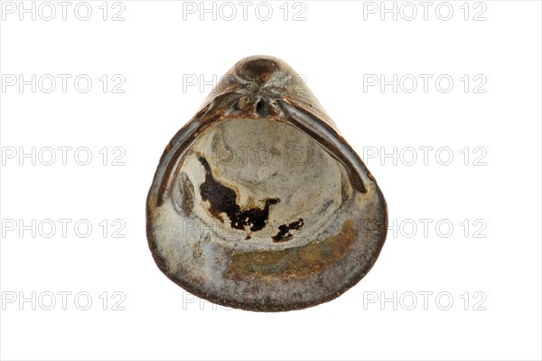 Fossil shell Corbicula fluminalis on white background