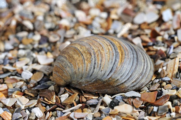 Fossil shell Corbicula fluminalis on beach