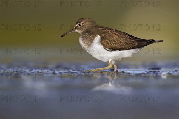 Common sandpiper