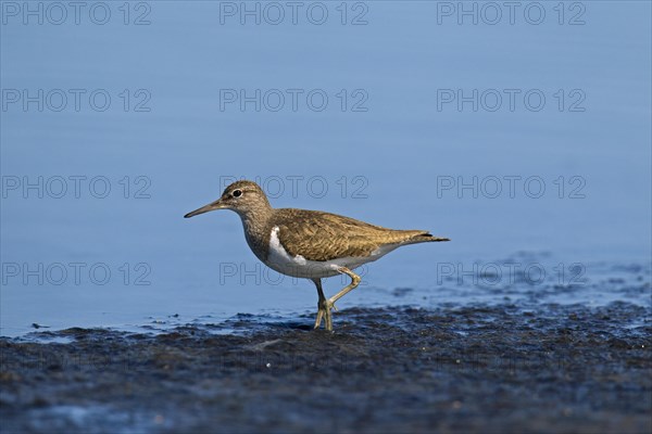 Common sandpiper