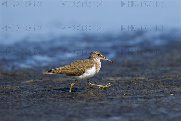 Common sandpiper