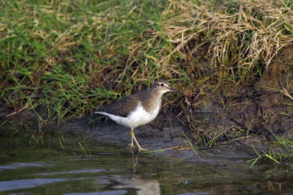 Common sandpiper