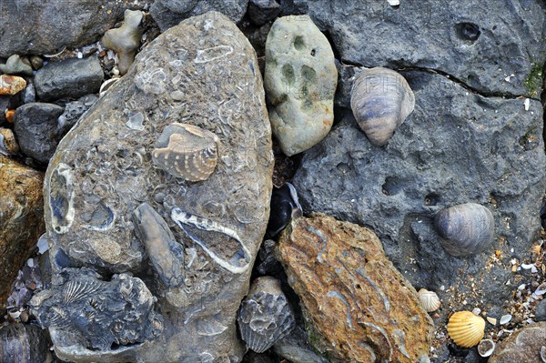 Fossil shells of bivalves dating from the Cretaceous and Jurassic Period on the beach of Vaches Noires between Houlgate and Villers-sur-Mer