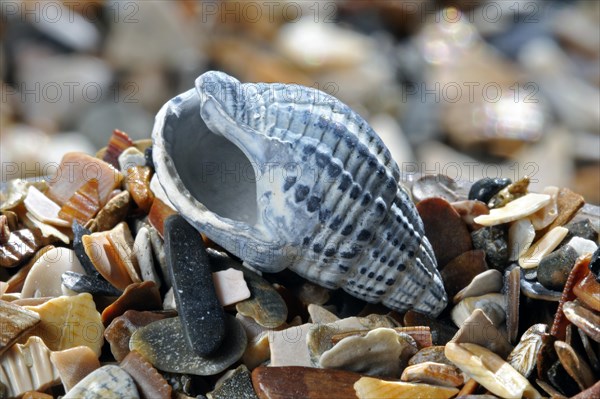 Netted dog whelk