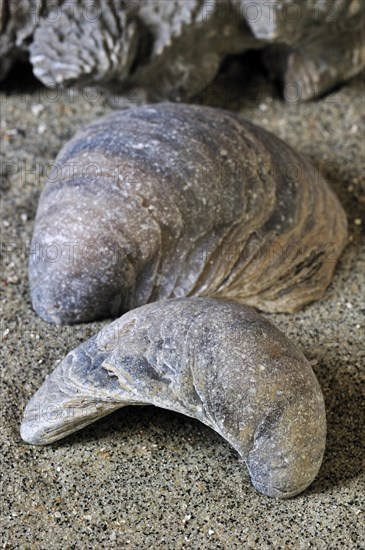 Devil's toenail or Gryphaea dilatata