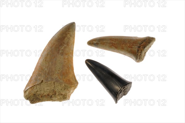 Shark's teeth fossils on white background