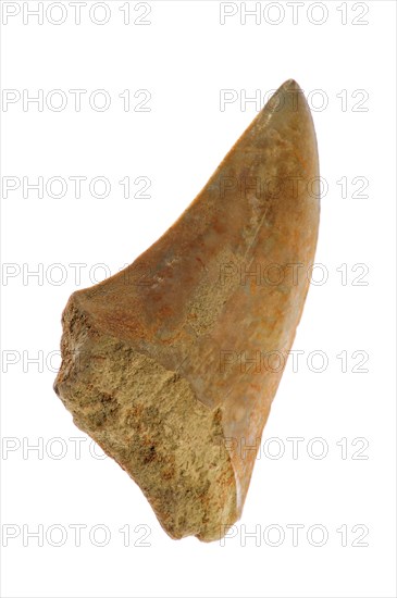 Shark's tooth fossil on white background