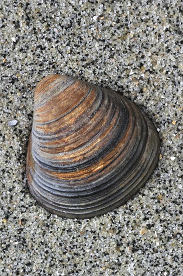 Fossil shell Corbicula fluminalis on beach