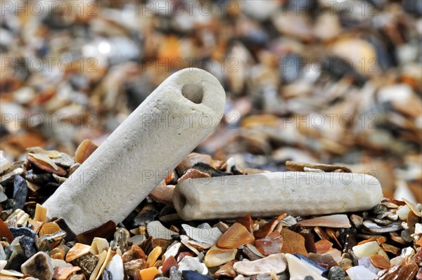 Fossil fragments of sea lilies