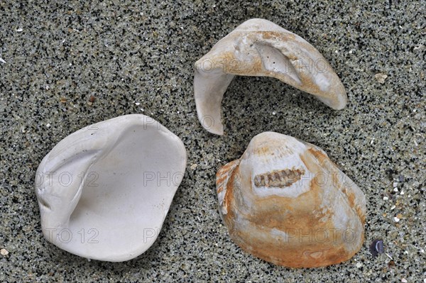 Fossilized cockles