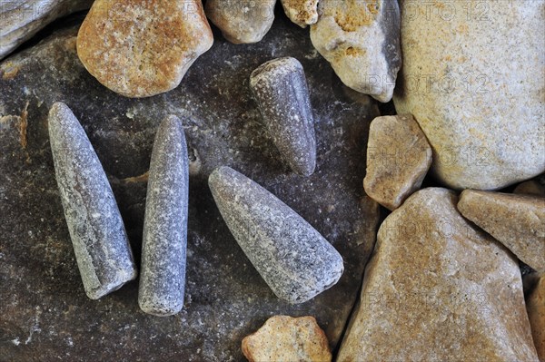 Fossil guards of belemnites