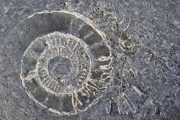 Ammonite fossils embedded in rock on beach at Pinhay Bay near Lyme Regis along the Jurassic Coast