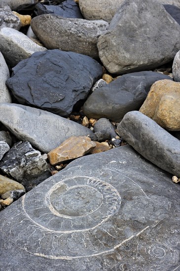 Large ammonite fossil embedded in rock on beach at Pinhay Bay near Lyme Regis along the Jurassic Coast