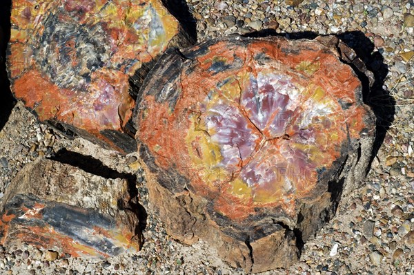 Cross-section of petrified wood showing colourful crystal patterns