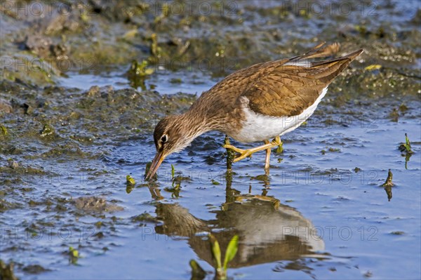 Common sandpiper