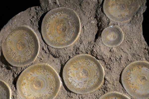 Fossilized vertebrae