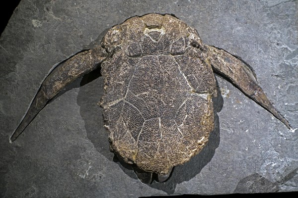 Bothriolepis canadensis fossil