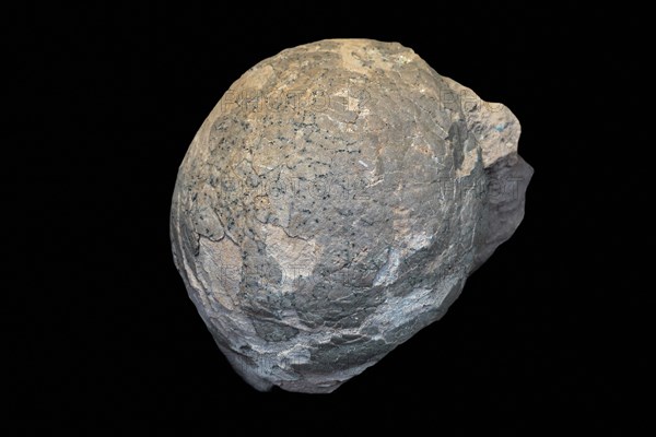 Egg fossil from Hadrosaurus