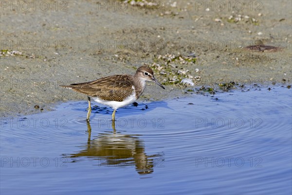 Common sandpiper