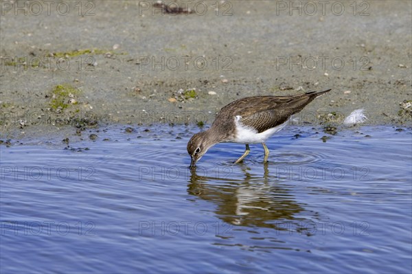 Common sandpiper