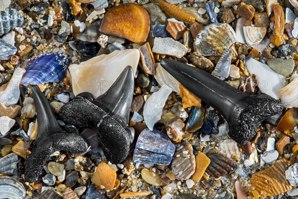 Fossilized Eocene sharks' teeth on tideline