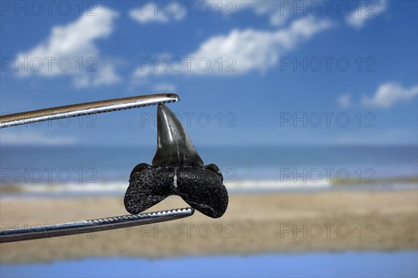 Tweezers holding shark's tooth fossil on beach of the Zwin